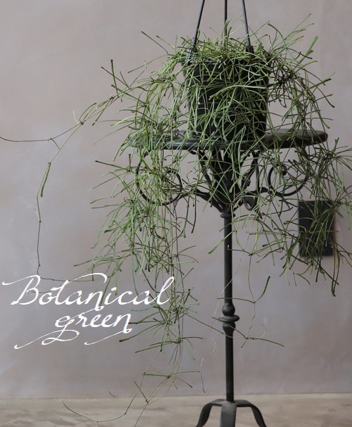 観葉植物】 ホヤ 『レツーサ』 | すべての商品 | | Junk sweet Garden