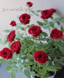 �ߥ˥Х顡�إե��ˡ�����������ʡ� ���å׺餭