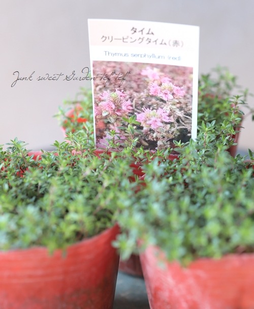 赤花 クリーピングタイム すべての商品 Junk Sweet Garden Tef Tef