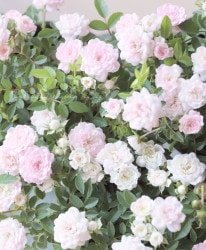 �˾��إߥ˥Х顡�إϡ��ȥե����桼 ��