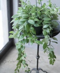 �ڴ��տ�ʪ�ۥ������ʥ󥵥� �إƥ�å���