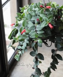 �ڴ��տ�ʪ�� �������ʥ󥵥� �إ�ǥ����󥹡� (���ӥ��̥�)