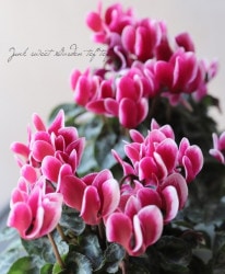 �ڷڰ���������������� �����ǥ�ߥ˥������� ������ -������-��