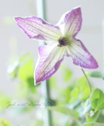 ����ꥸ�ʥ륯��ޥ������ӥ�����ϡ��إ�Υ���