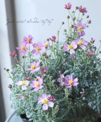 󥿡⥹ӥǥ󥹡طĮ