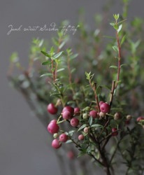 ڿѡۥڥͥåƥإåɡ