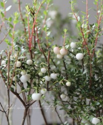 ڿѡۥڥͥåƥ إۥ磻ȡ