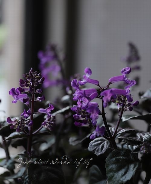 モナ　パープルXS プレクトランサス・マジックモナ 『パープル』 | すべての商品