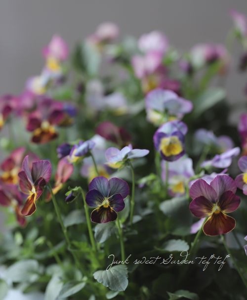 ビオラ・ロマン街道 『はにかみピンク』 | すべての商品 | | Junk