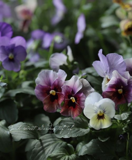 ハンドメイド ビオラ ☆みもとビオラ 『エンジェルダック』 | すべての商品 | | Junk sweet