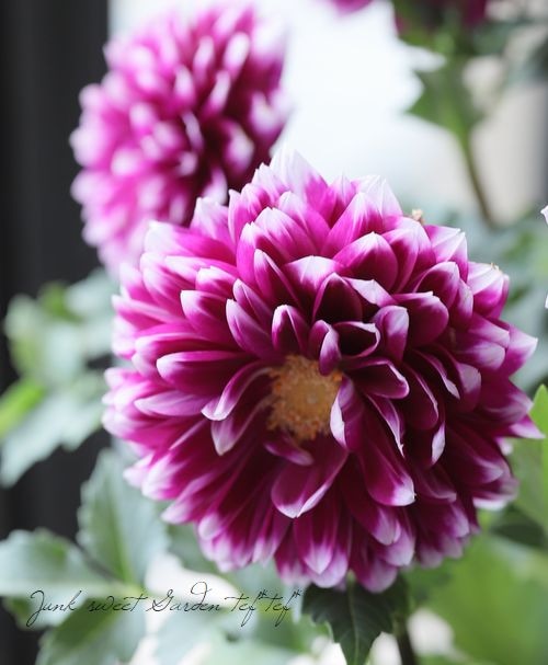 ダリア 『ダリーニャマキシ・カンクン』 | すべての商品 | | Junk