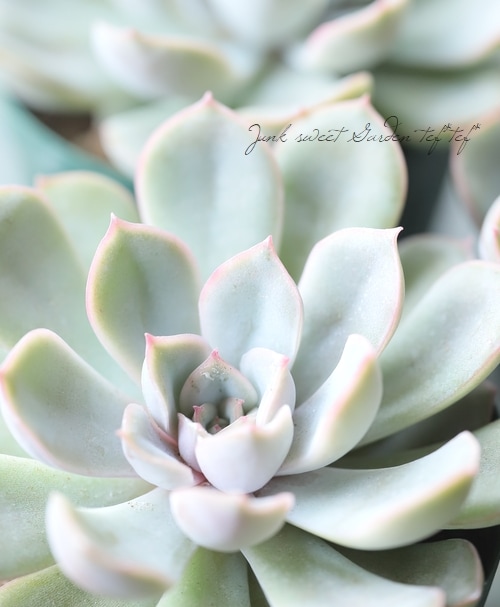 多肉植物】 『ジャシリー』 エケベリア属 | すべての商品