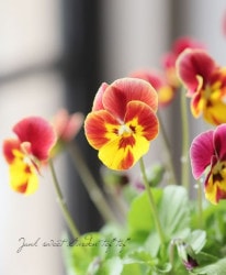 ��礱����������ѥ󥸡����زֳ��ܡ١����åץ�