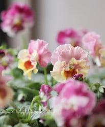 եѥ󥸡 ֤ޤ󡡡 Ѥ餭ڥԥ󥯡