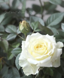 �ߥ˥Х顡�إࡼ��饤�ȡ�������ʡ�