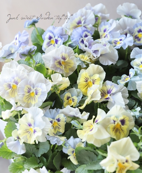 ◇パンジー・フィノ 『バニラスカイ』 | すべての商品 | | Junk sweet