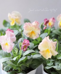 �ѥ󥸡�������ڥꥢ�롡�إ��ץꥳ�åȥ������ɡ�