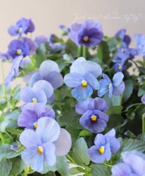 ���褯�餯���ߥ졦�ѥ󥸡����إ֥롼�ե�����