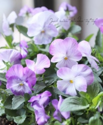 ���褯�餯���ߥ졦�ѥ󥸡����إ饤����
