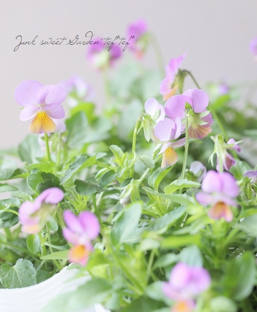 ビオラ・花ろまん 『ピンクレインボー』 | すべての商品 | | Junk