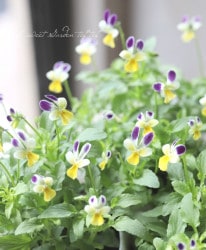 �˾��إӥ��� �֤��ޤ󡡡إץ��ץ����ѡ��ץ륦���󥰡١�