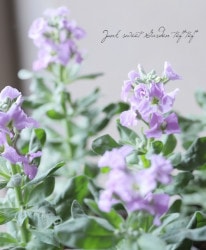 ���ȥå� �إޥ�󡦰�š�