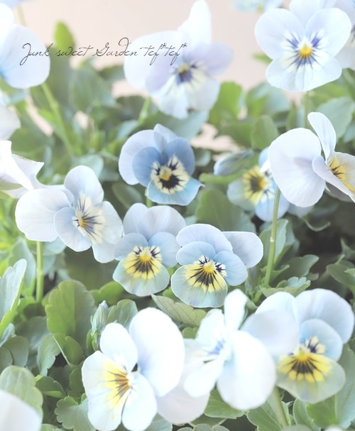 ◇ビオラ・ソルベXP 『マリーナ』 | すべての商品 | | Junk sweet