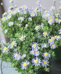 ֥롼ǡ إ٥ꥷ եꥷ