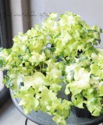 �إǥ顦�إ�å������إࡼ��饤�ȡ�