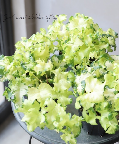 ヘデラ・ヘリックス 『ムーンライト』 | すべての商品 | | Junk sweet