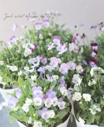 ӥ顦ӥåإߥ˥奢ӥơ