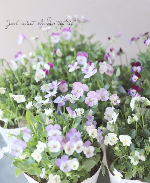 ○ビオラ・ビオレッタ 『ミニチュアビンテージ』 | すべての商品