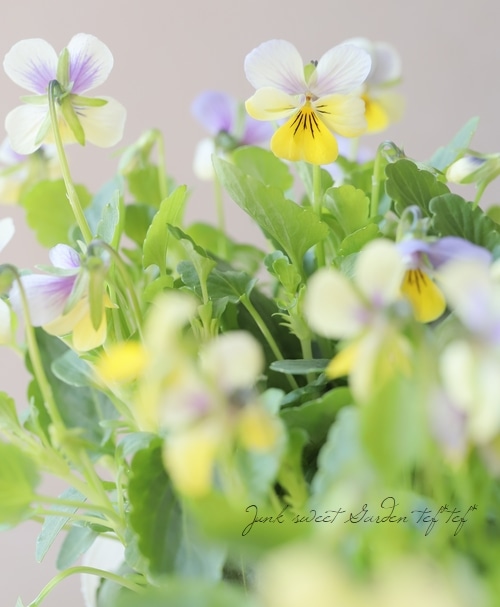 ビオラ ビオレッタ バックシャン すべての商品 Junk Sweet Garden Tef Tef