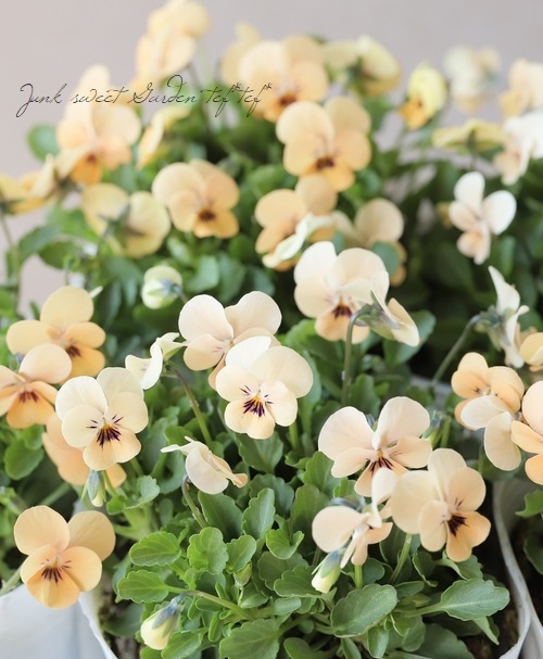ビオラ ビオレッタ かすみ すべての商品 Junk Sweet Garden Tef Tef