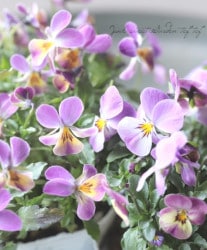 ӥ顦ӥåإɥ󥯥͡ɡ