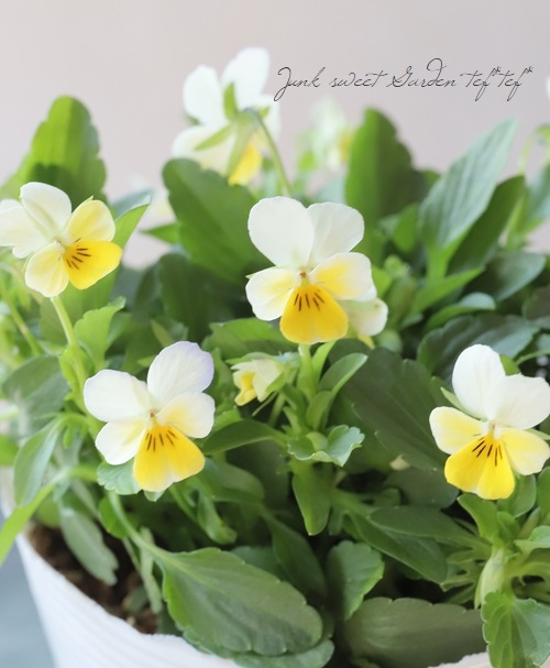 RYU❤️ビオレッタ❤️ ときめきビオラ❤️横浜セレクション6点 ○ビオラ・ビオレッタ 『ダックレモン』 | すべての商品 | | Junk