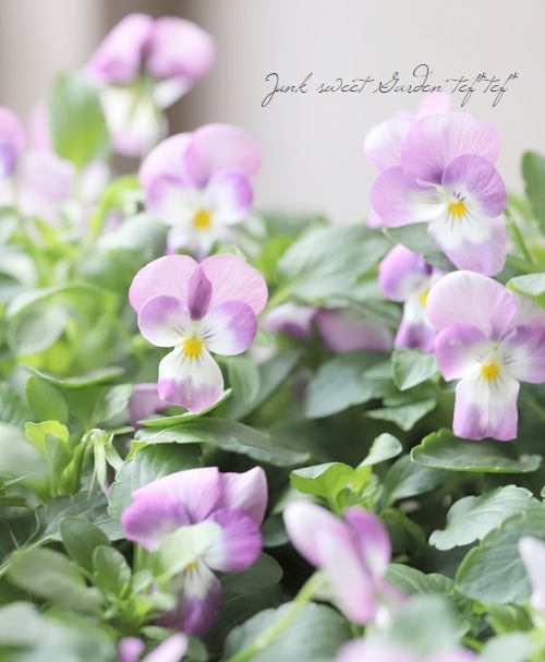 ラベンダーになります。 ラベンダー／#cab8d9十六進の色コード配合、色見本、パレット