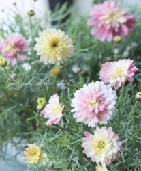 Ȭ�ź餭�ޡ�����å� �إ��ץꥳ�åȥ��֥�ʲ��ˡ� ���Ѥ�ꤹ�롪