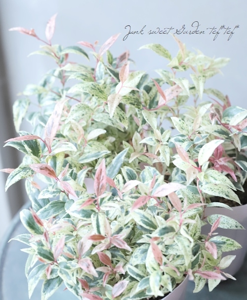 西洋イワナンテン フロマージュ すべての商品 Junk Sweet Garden Tef Tef