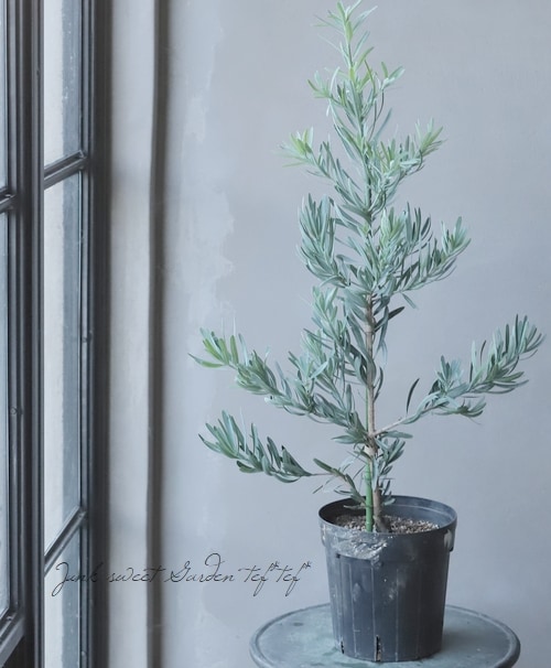 【現品】ブルーマキ　マキ・アイシーブルー　10号　あ５番 現品】ブルーマキ マキ・アイシーブルー 10号 あ5番