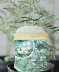 �͵��餭���������� �إǥ��ͥ���