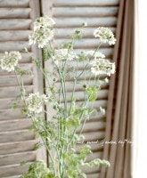 �����䡡�إۥ磻�ȥ졼���� ʣ�������ܥ�塼�����