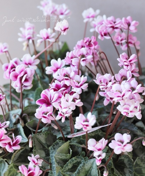 nymphéa様　確認用　いちご　ピンク　/チェリーピンク　シューズ入れ　仕切り nymphéa様 確認用 いちご ピンク /チェリーピンク シューズ入れ