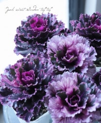 ղðMITSUKO-capella-ظҡڥ