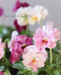 ����臘�������ꥸ�ʥ�ӥ��顡�ؽեޥ�ܡ��١�MIX