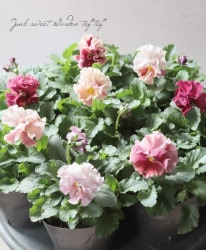 臘ꥸʥӥ顡إޥ꡼꡼