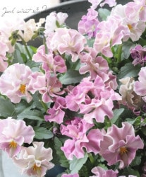 ƣɥӥ顦̡إ󥸥١