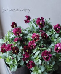 ����臘�������ꥸ�ʥ�ӥ��顡�إޡ��֥�١��ڥ磻���