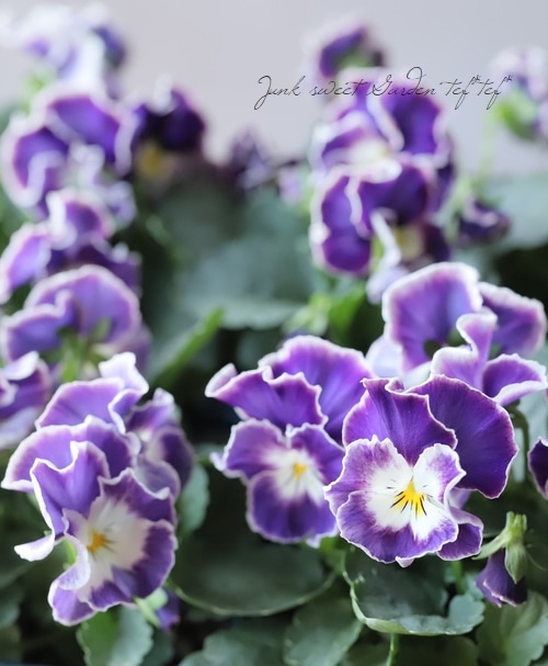 ビオラ　シェルブリエ　苗 ○佐藤さん育種・個性派ビオラ・ヌーヴェルヴァーグ 『エクリプス