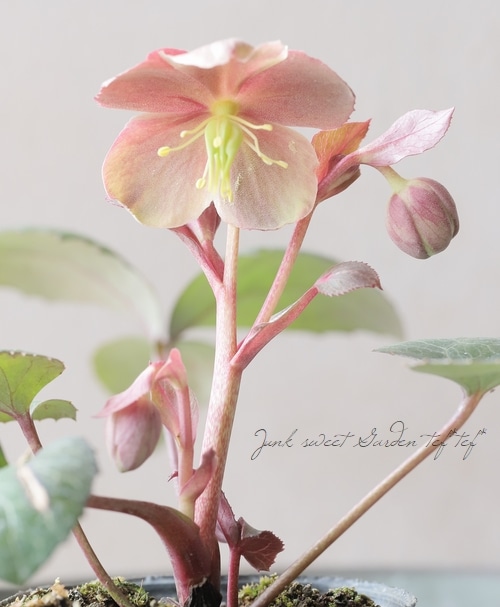 ローズ様48点 松村園芸・カラーリーフのクリスマスローズ 『Aタイプ』 | すべての